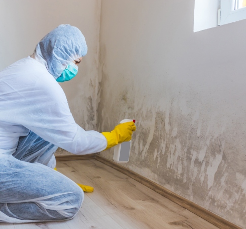 mold remediation services in west palm beach, fl